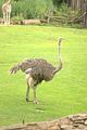 leipzig zoo-01_07_2011_zoo_allgemein_239
